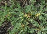 Astragalus denudatus