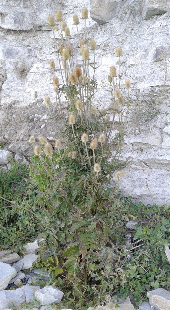 Изображение особи Dipsacus laciniatus.