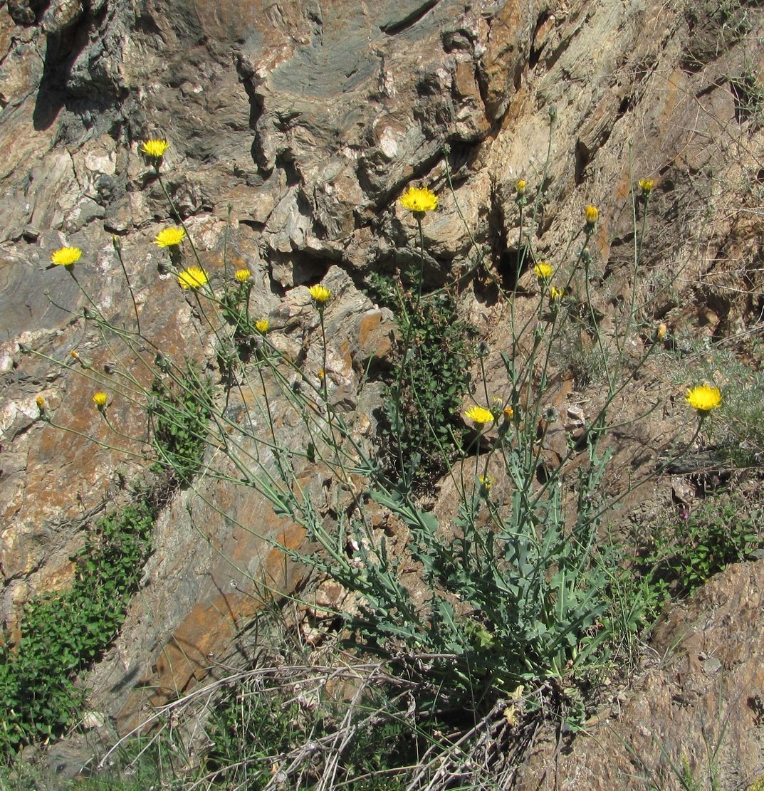 Image of Reichardia dichotoma specimen.