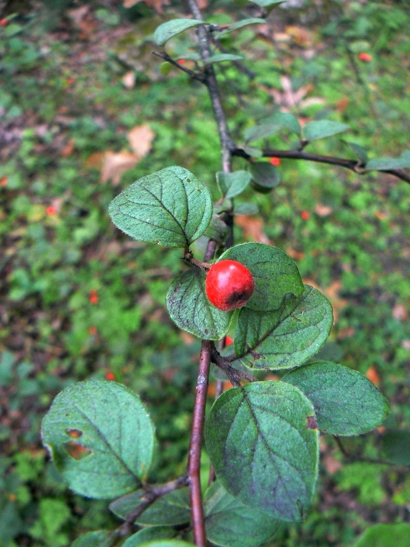 Image of Cotoneaster tomentosus specimen.