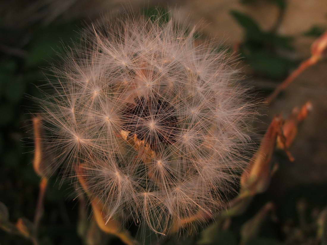 Image of Lactuca tuberosa specimen.