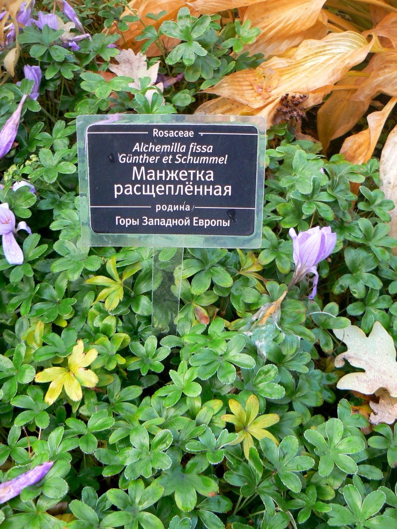 Изображение особи род Alchemilla.