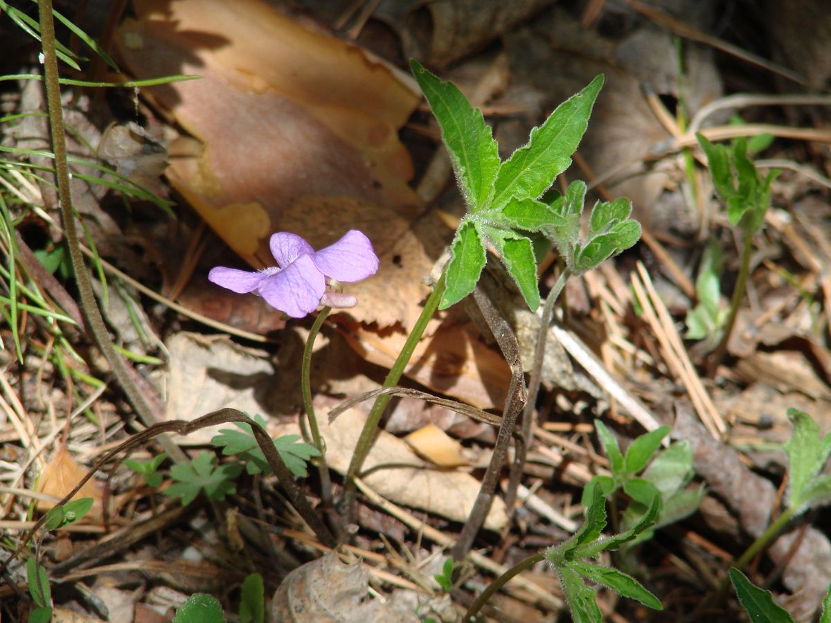 Изображение особи Viola dactyloides.