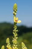 Verbascum pyramidatum. Верхушка соцветия с цветком, бутонами (вверху) и завязями. Краснодарский край, Апшеронский р-н, гора Черногор, ≈ 1700 м н.у.м., субальпийский луг на карсте. 06.07.2019.