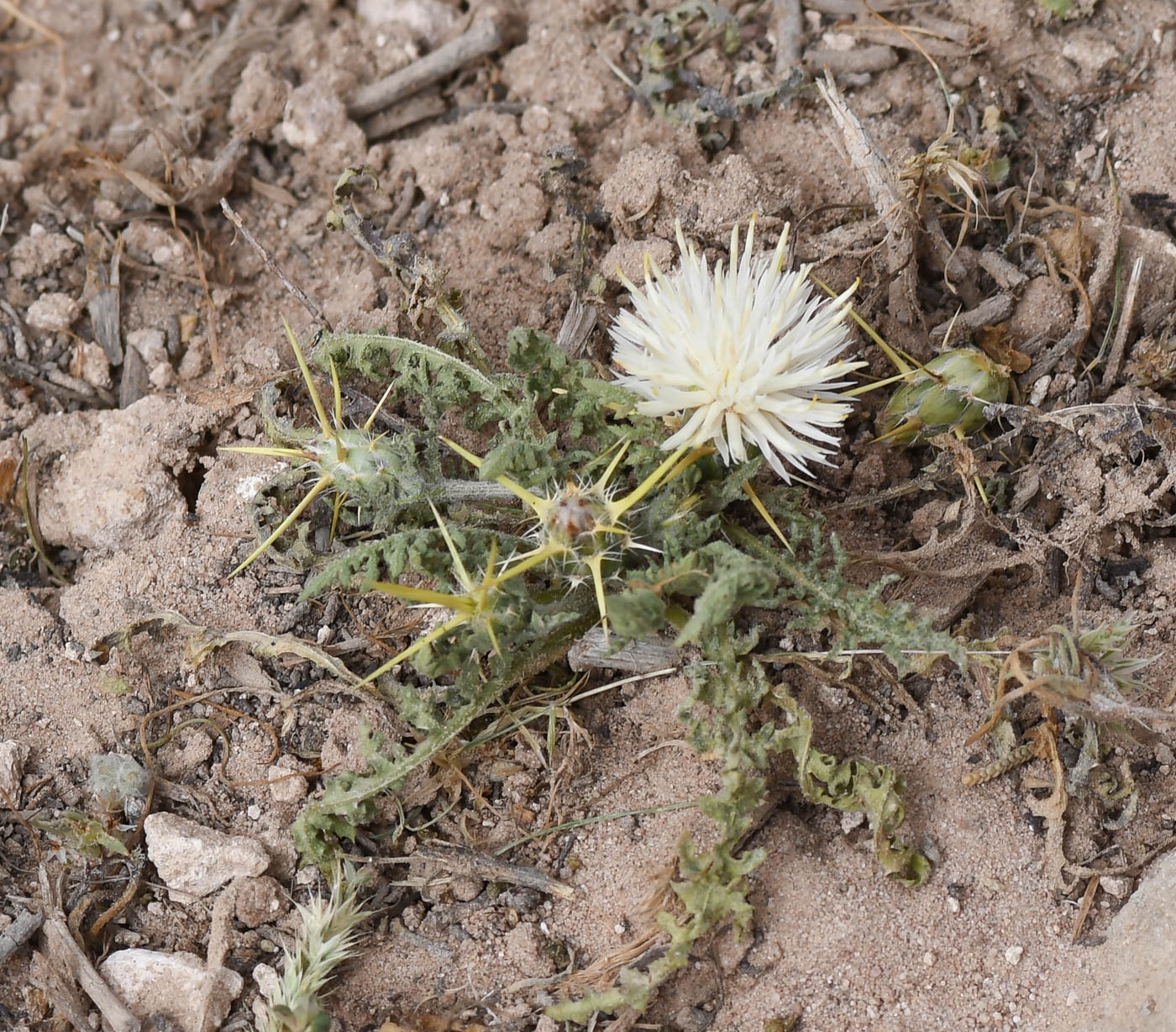 Image of Centaurea sinaica specimen.