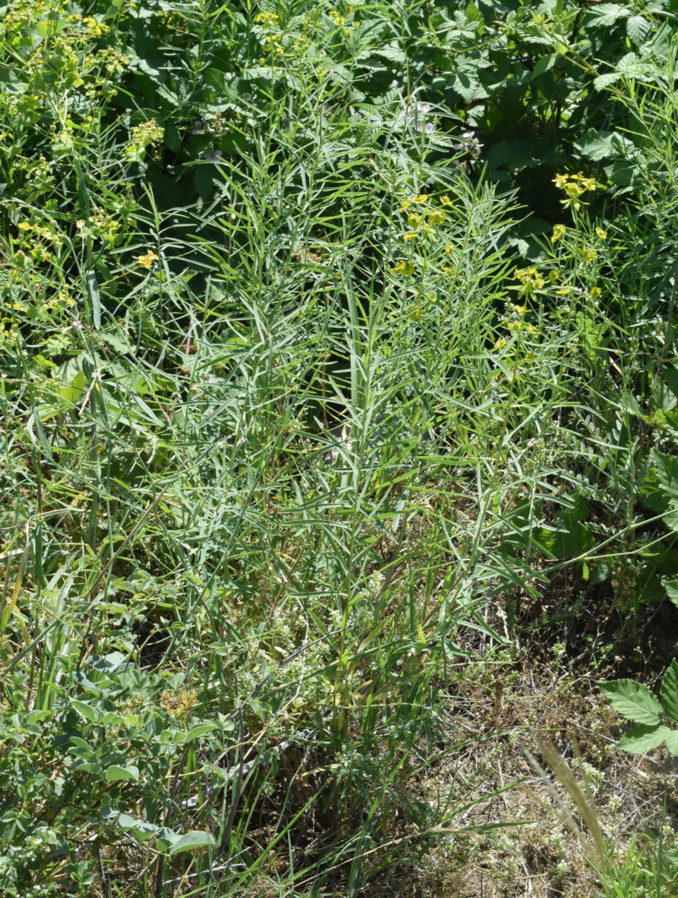 Image of Euphorbia jaxartica specimen.