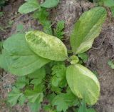 Borago officinalis