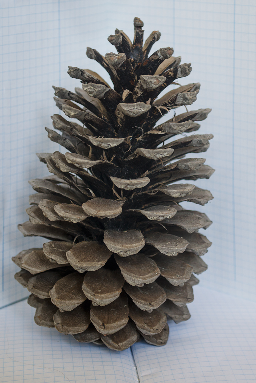 Image of genus Pinus specimen.