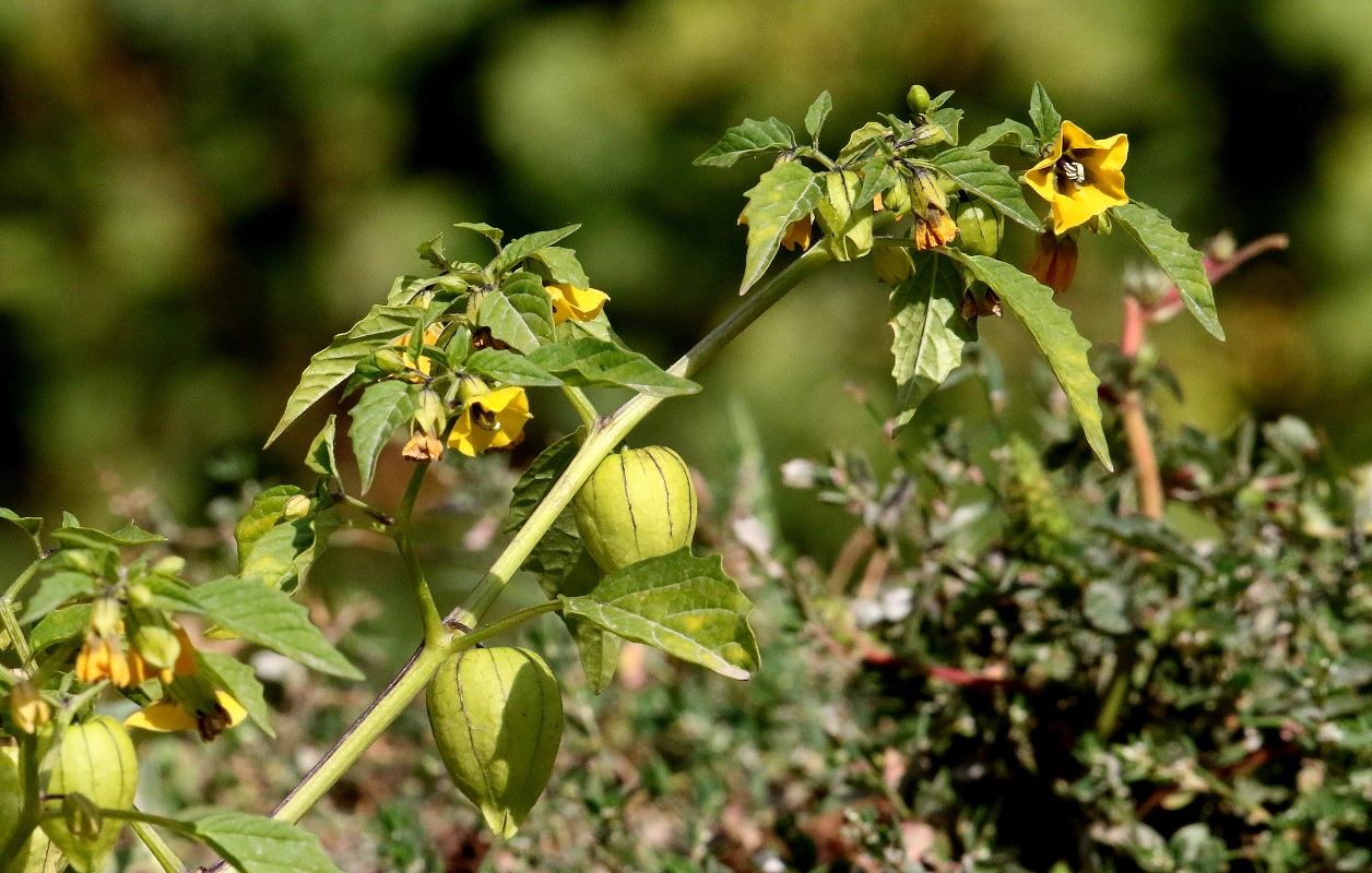 Изображение особи Physalis angulata.