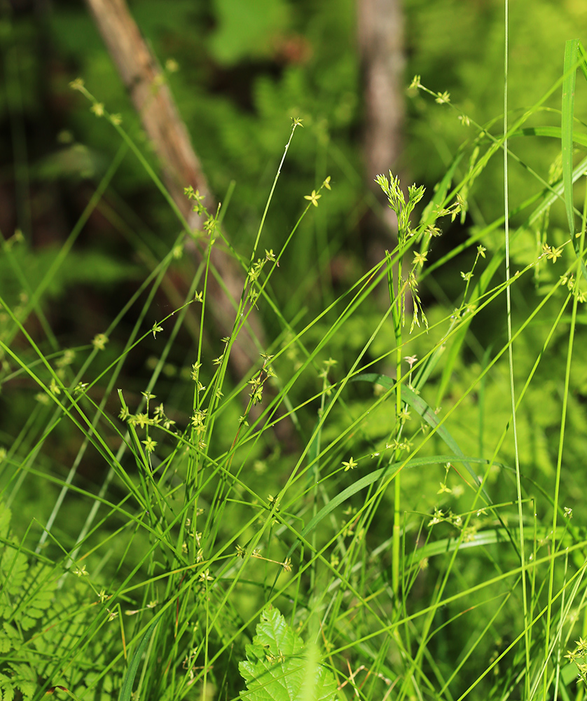 Image of Carex loliacea specimen.