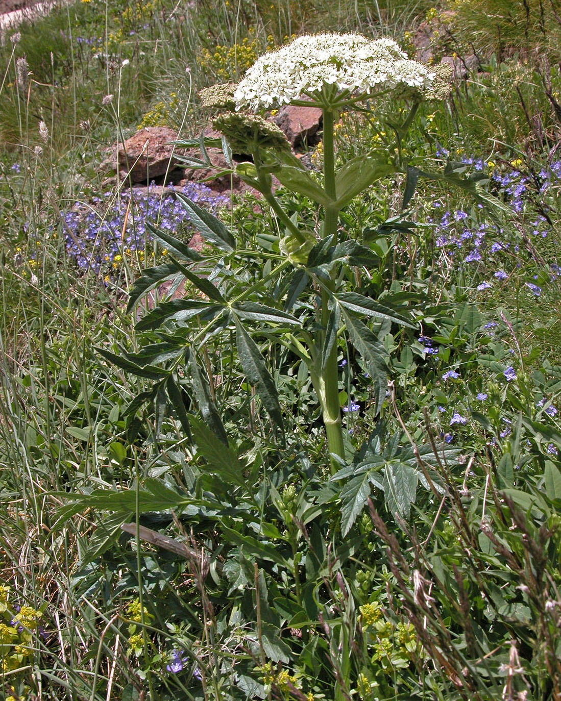 Image of genus Heracleum specimen.