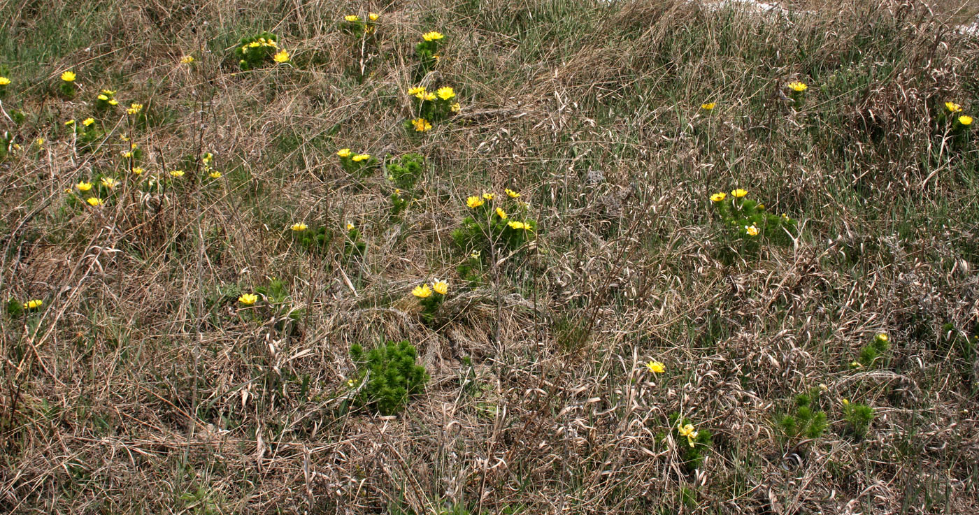 Изображение особи Adonis vernalis.