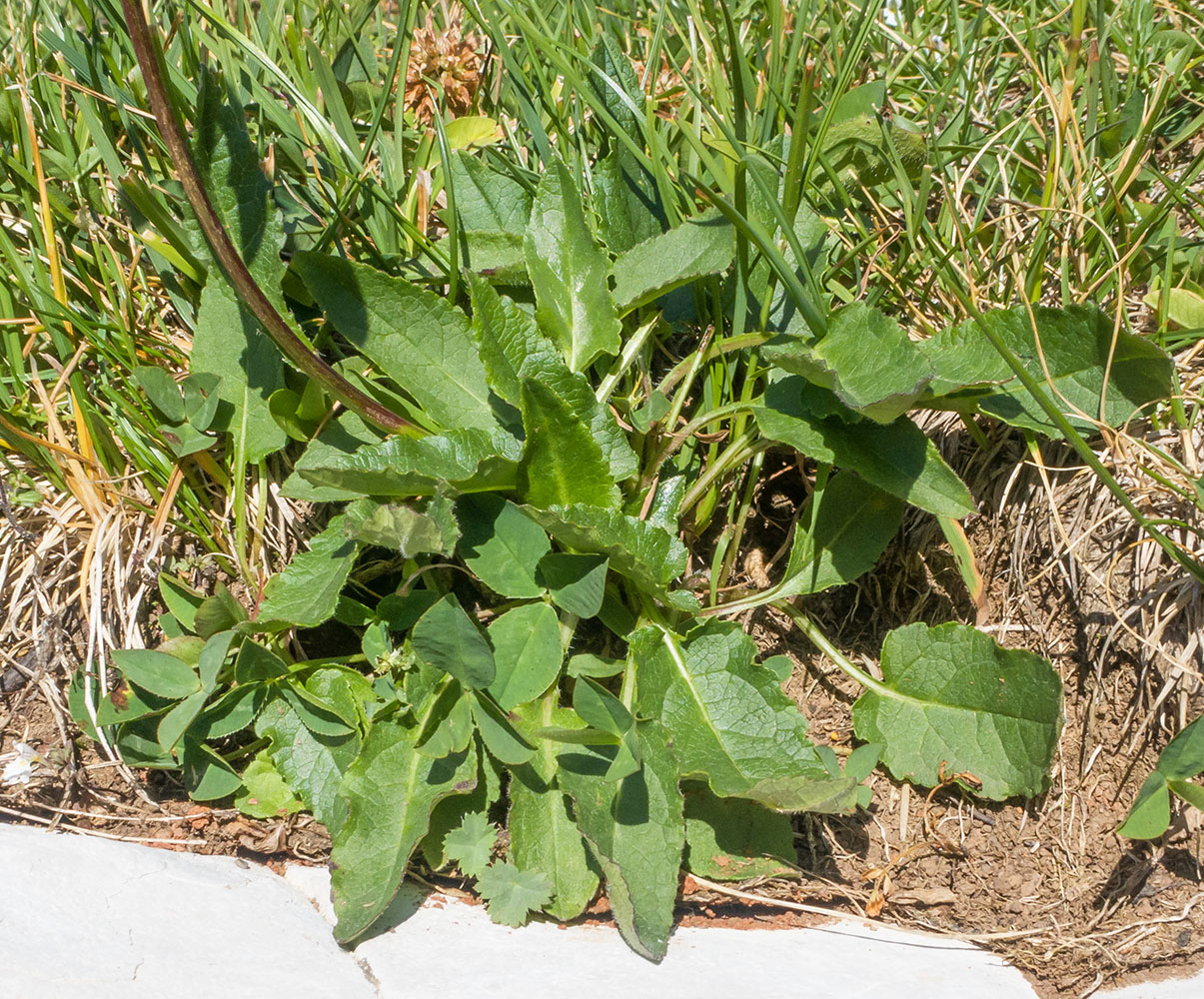 Image of Campanula collina specimen.