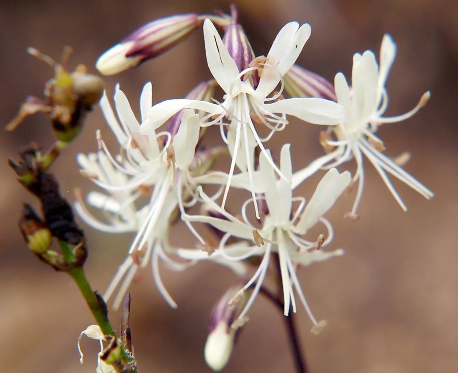 Image of Silene foliosa specimen.