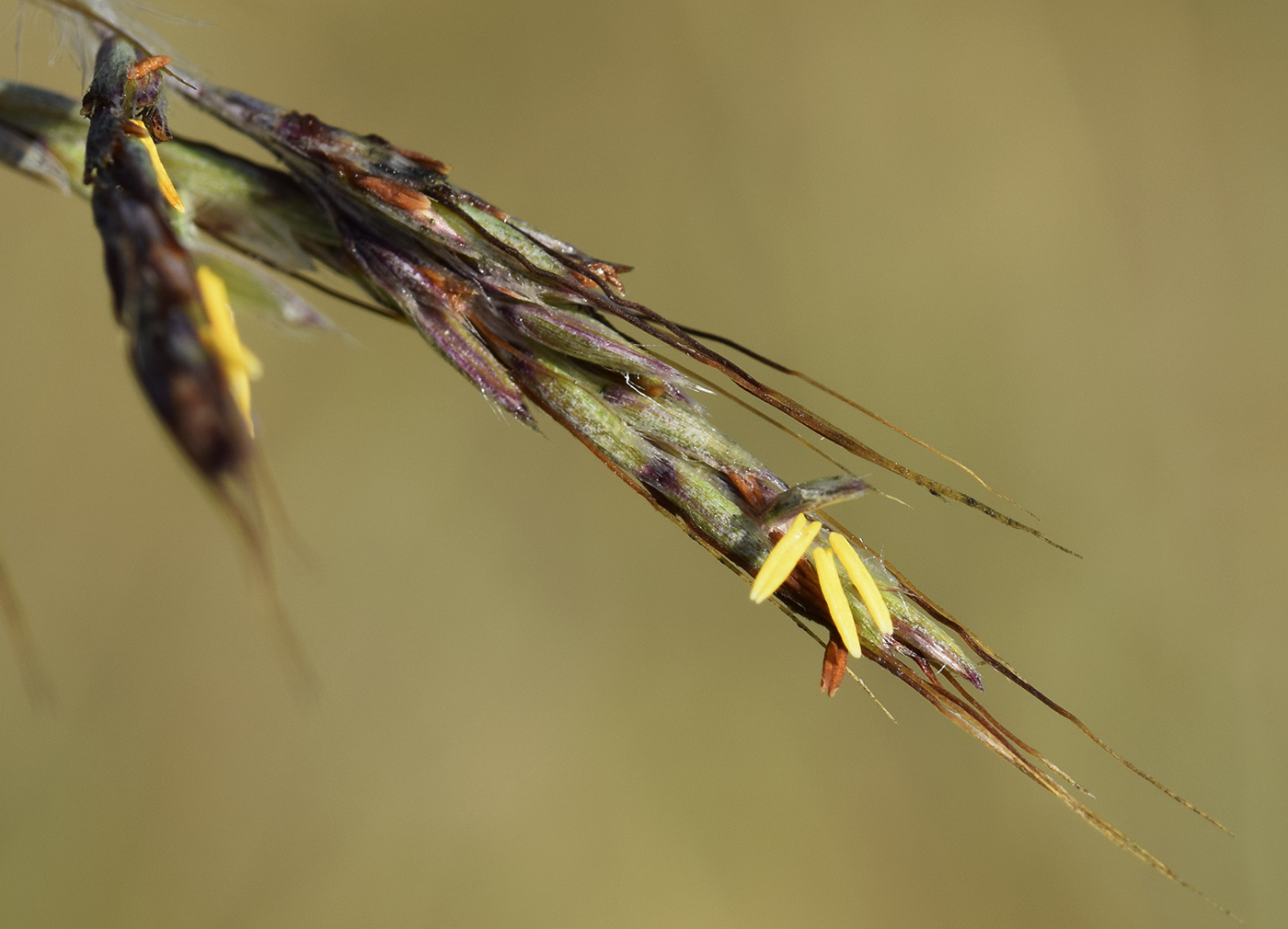 Image of Hyparrhenia hirta specimen.