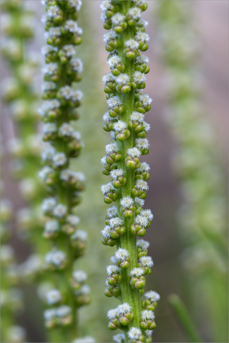 Image of Triglochin maritima specimen.