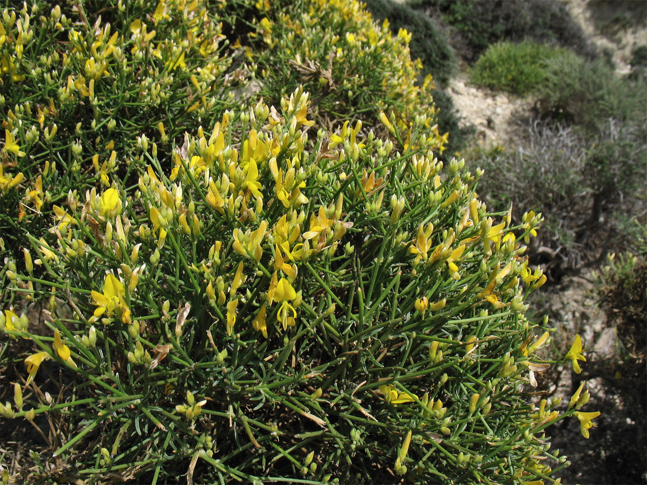 Image of Genista acanthoclada specimen.