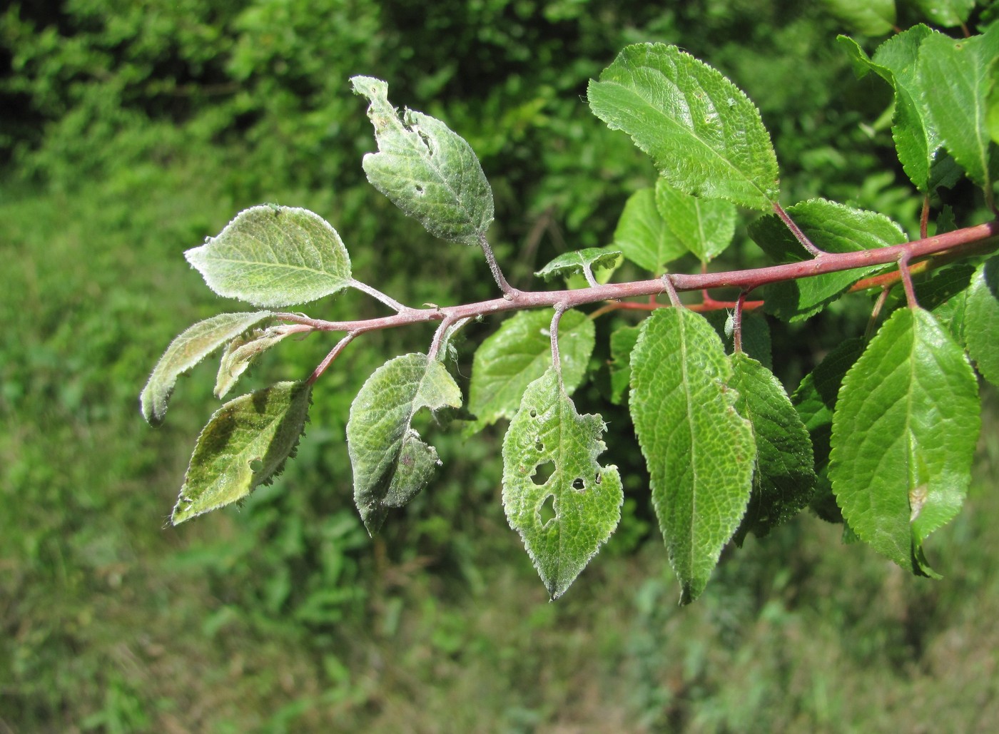 Изображение особи Prunus cerasifera.