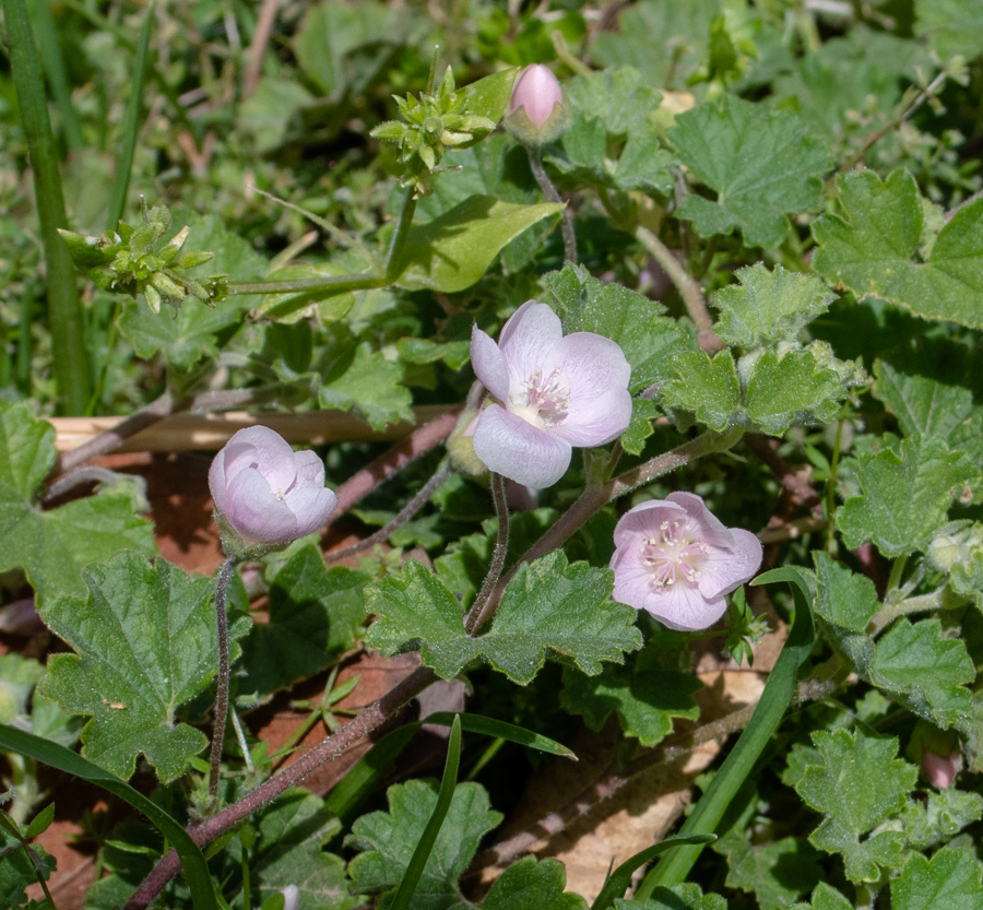 Image of Malvella sherardiana specimen.