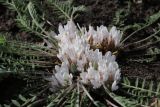 Astragalus testiculatus