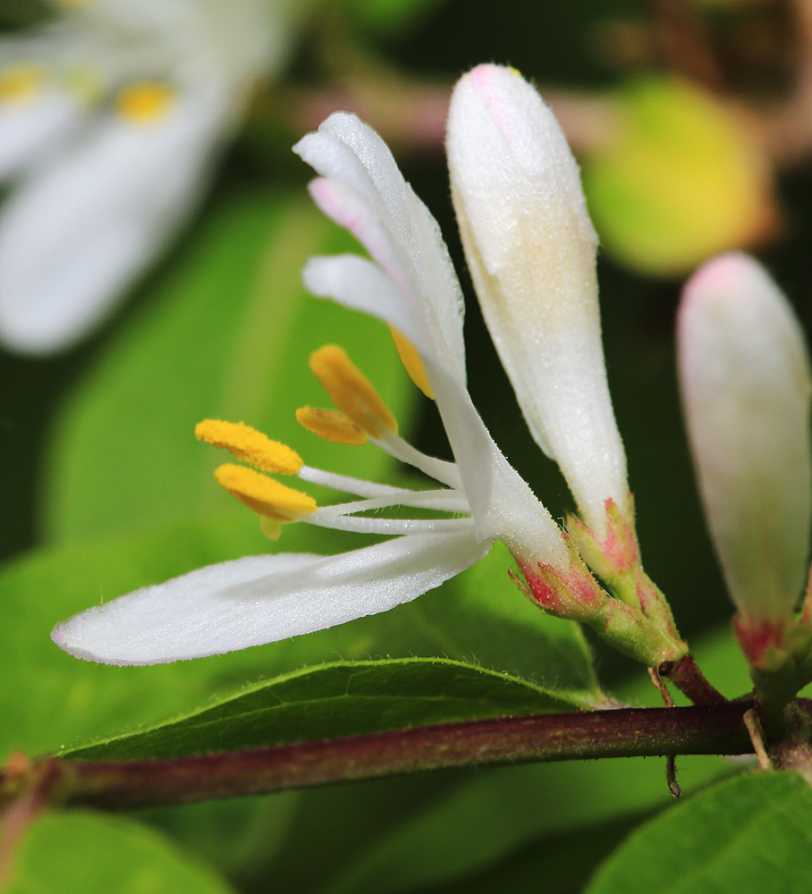 Image of Lonicera maackii specimen.