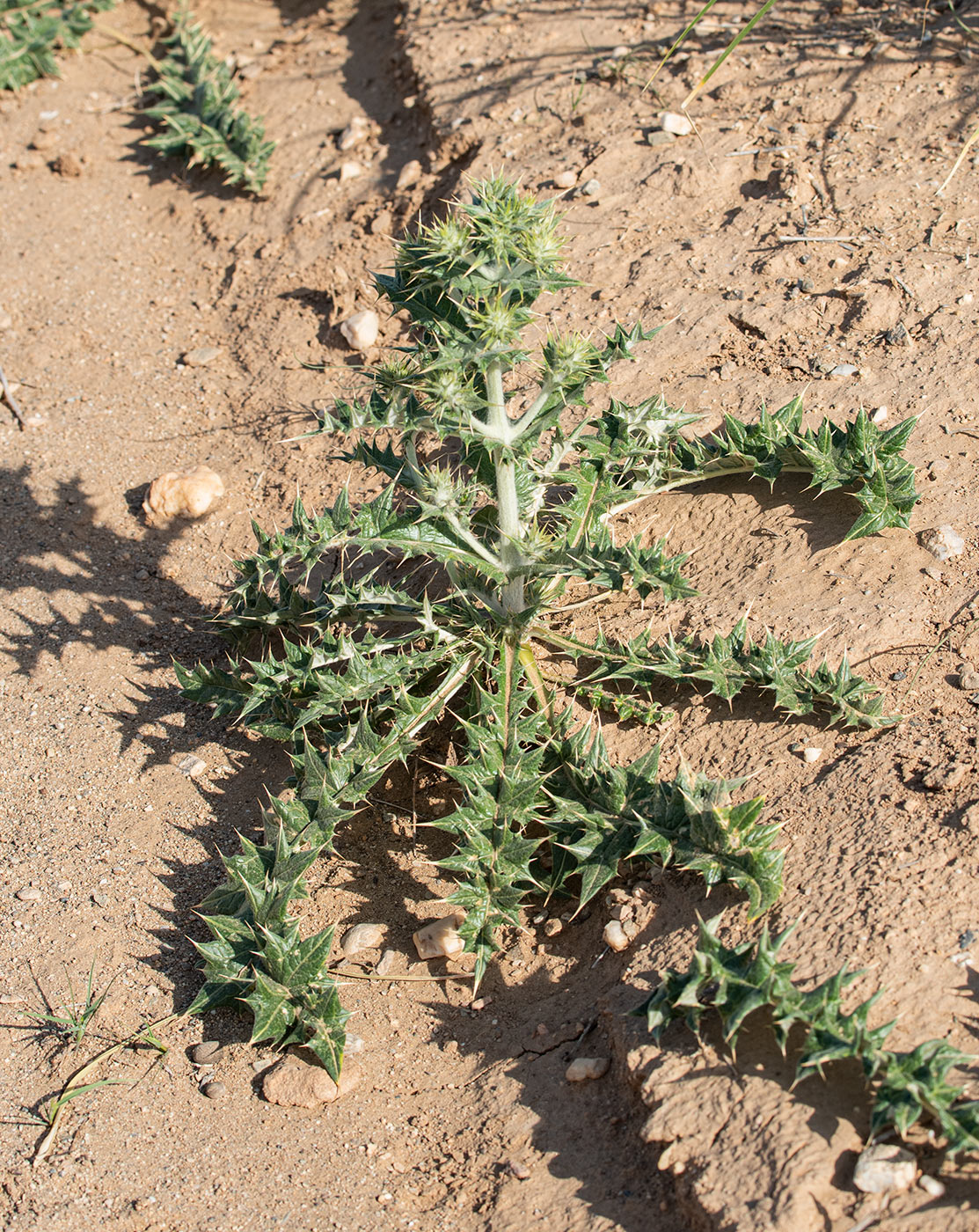 Image of Cousinia resinosa specimen.