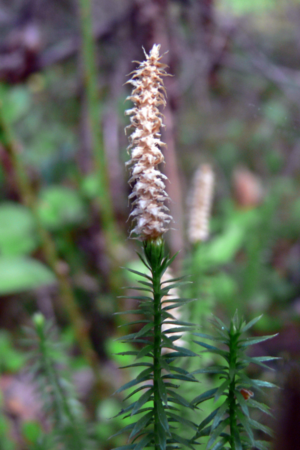 Изображение особи Lycopodium annotinum.