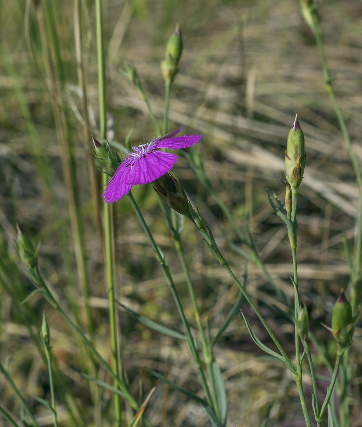 Изображение особи Dianthus versicolor.