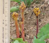 Orobanche owerinii