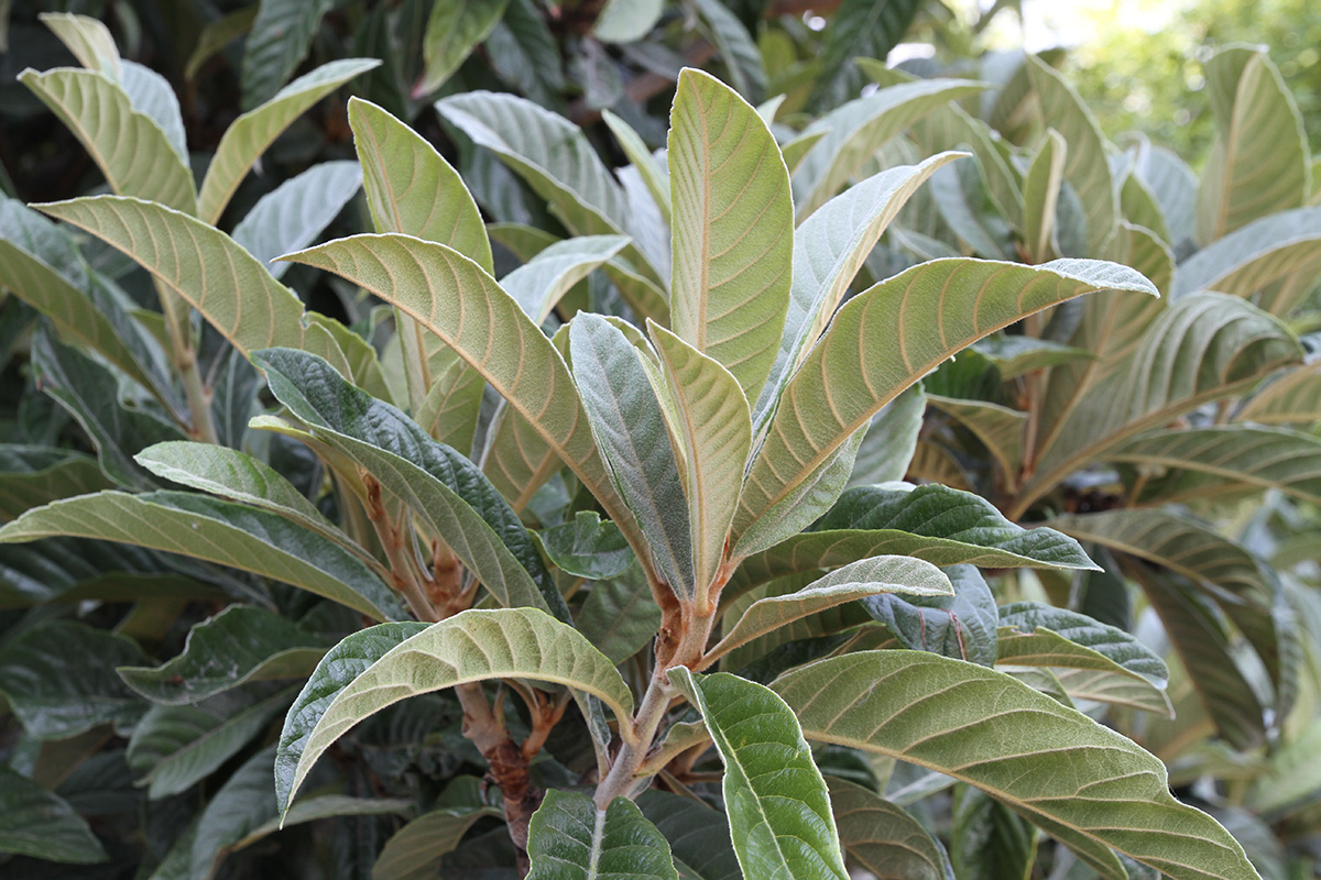 Image of Eriobotrya japonica specimen.