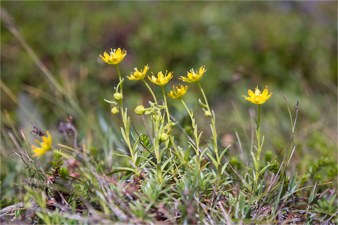 Изображение особи Saxifraga aizoides.