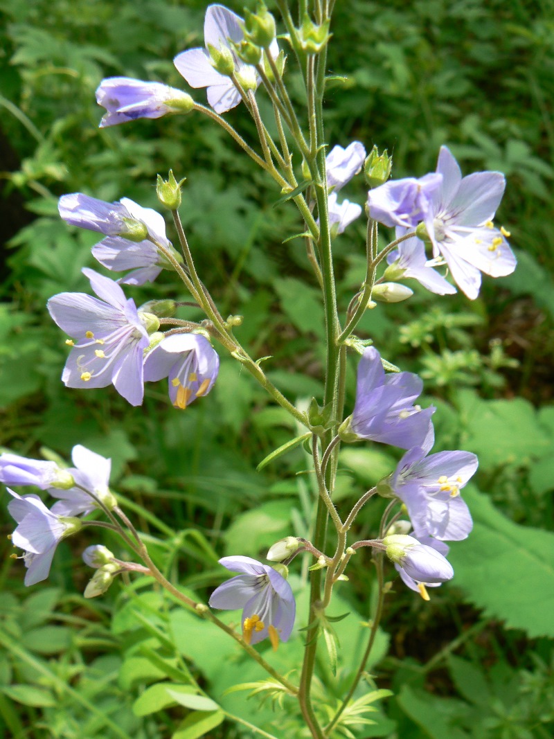 Изображение особи Polemonium chinense.