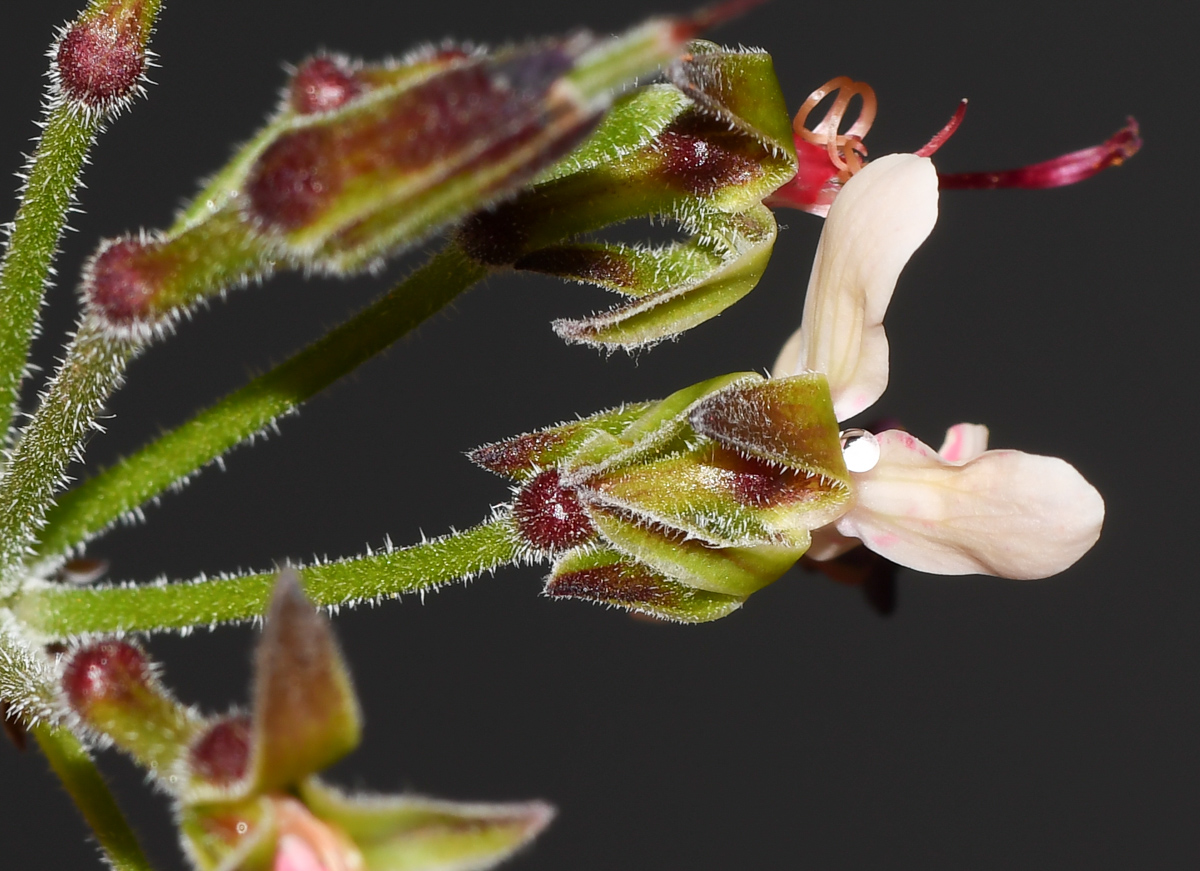 Image of Pelargonium laxum specimen.