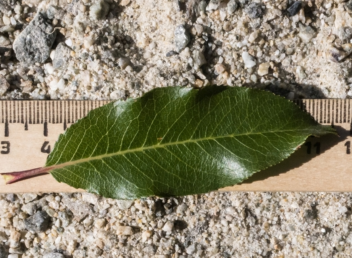 Image of Salix caucasica specimen.