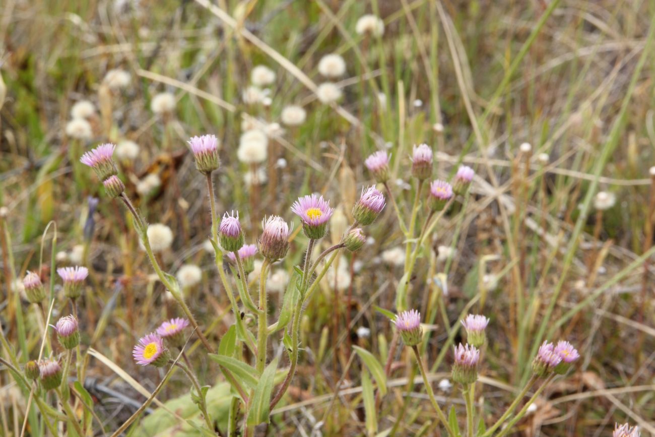 Image of Erigeron acris specimen.