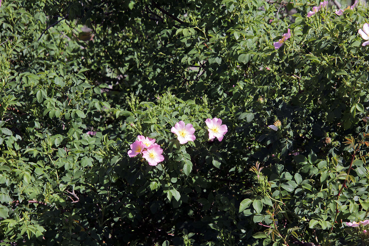 Image of genus Rosa specimen.