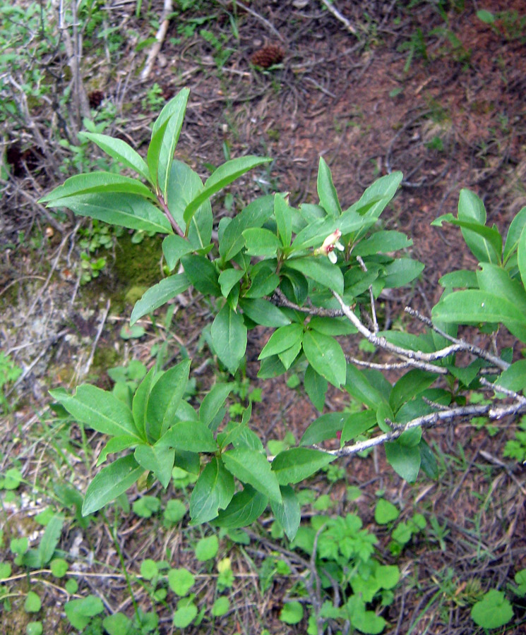 Image of Lonicera karelinii specimen.