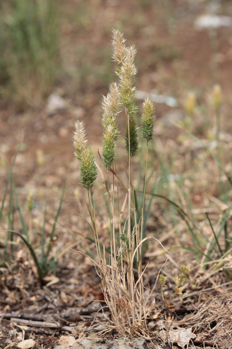 Изображение особи Rostraria cristata.