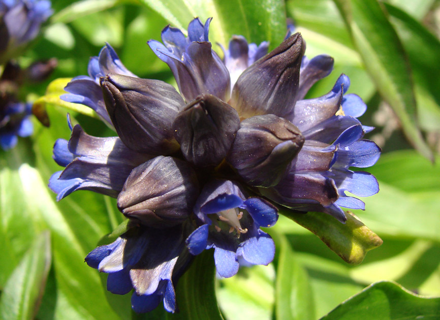 Image of Gentiana macrophylla specimen.