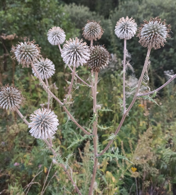 Изображение особи Echinops sphaerocephalus.