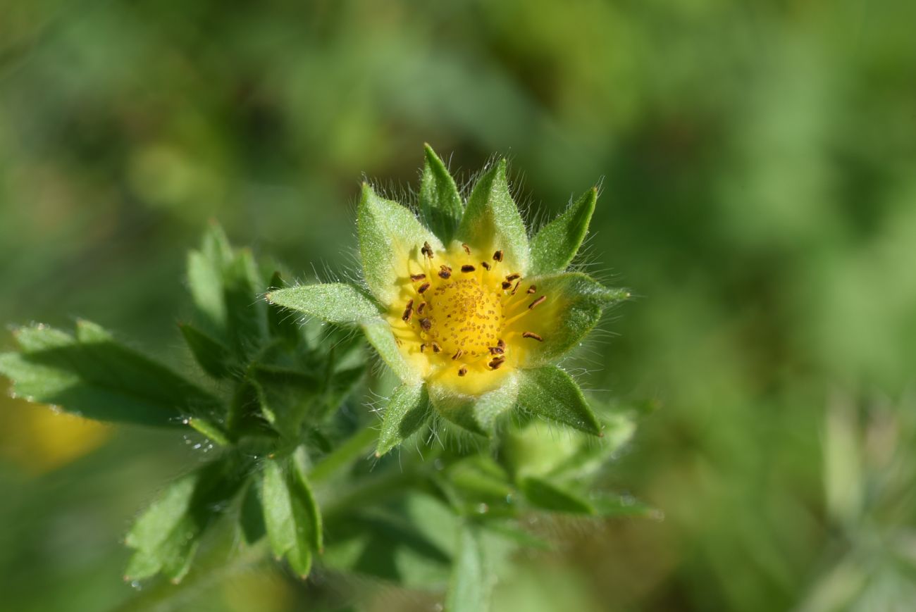 Image of genus Potentilla specimen.