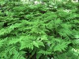 Dryopteris amurensis. Вегетирующие растения. Хабаровский край, окр. г. Комсомольск-на- Амуре. 29.06.2022.