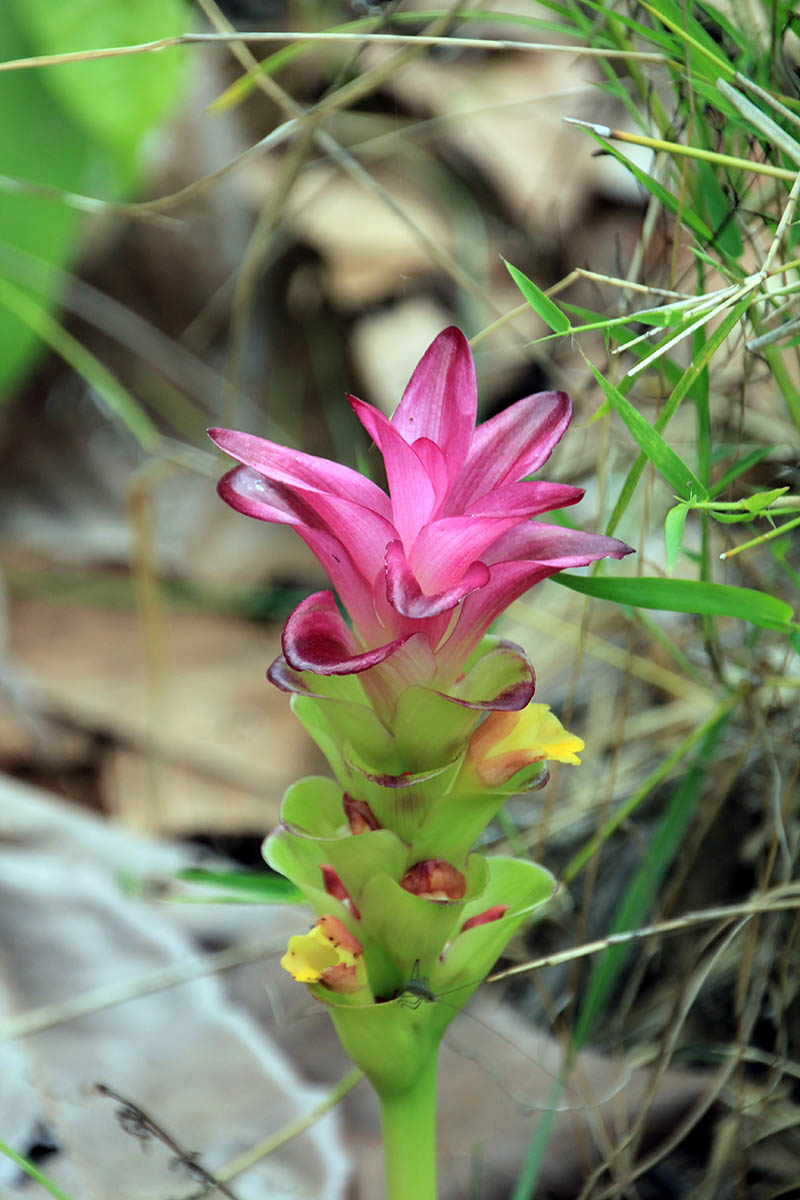 Image of genus Curcuma specimen.