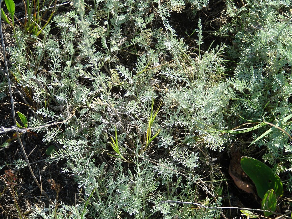 Image of Artemisia nitrosa specimen.