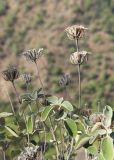 Phlomis chimerae. Верхушка отплодоносившего растения. Турция, национальный парк \"Олимпос-Бейдаглары\", Ликийская тропа, окр. бухты Чиралы, сосновый лес, обочина тропы над берегом моря. 01.01.2022.