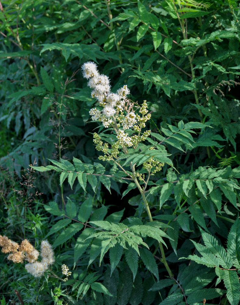 Image of Sorbaria sorbifolia specimen.