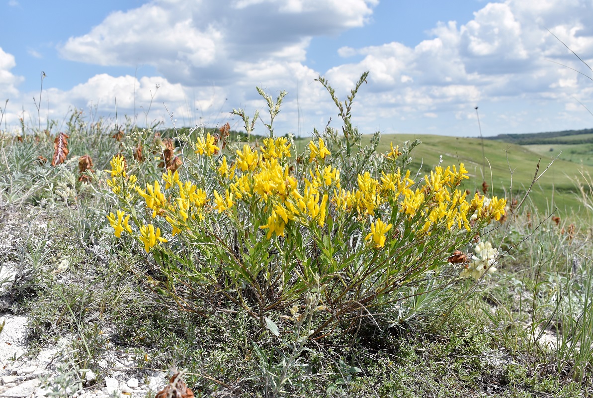 Image of Genista tinctoria specimen.