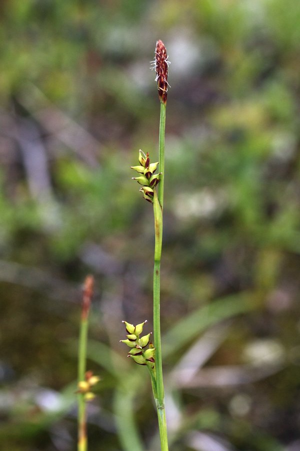 Image of Carex vaginata specimen.