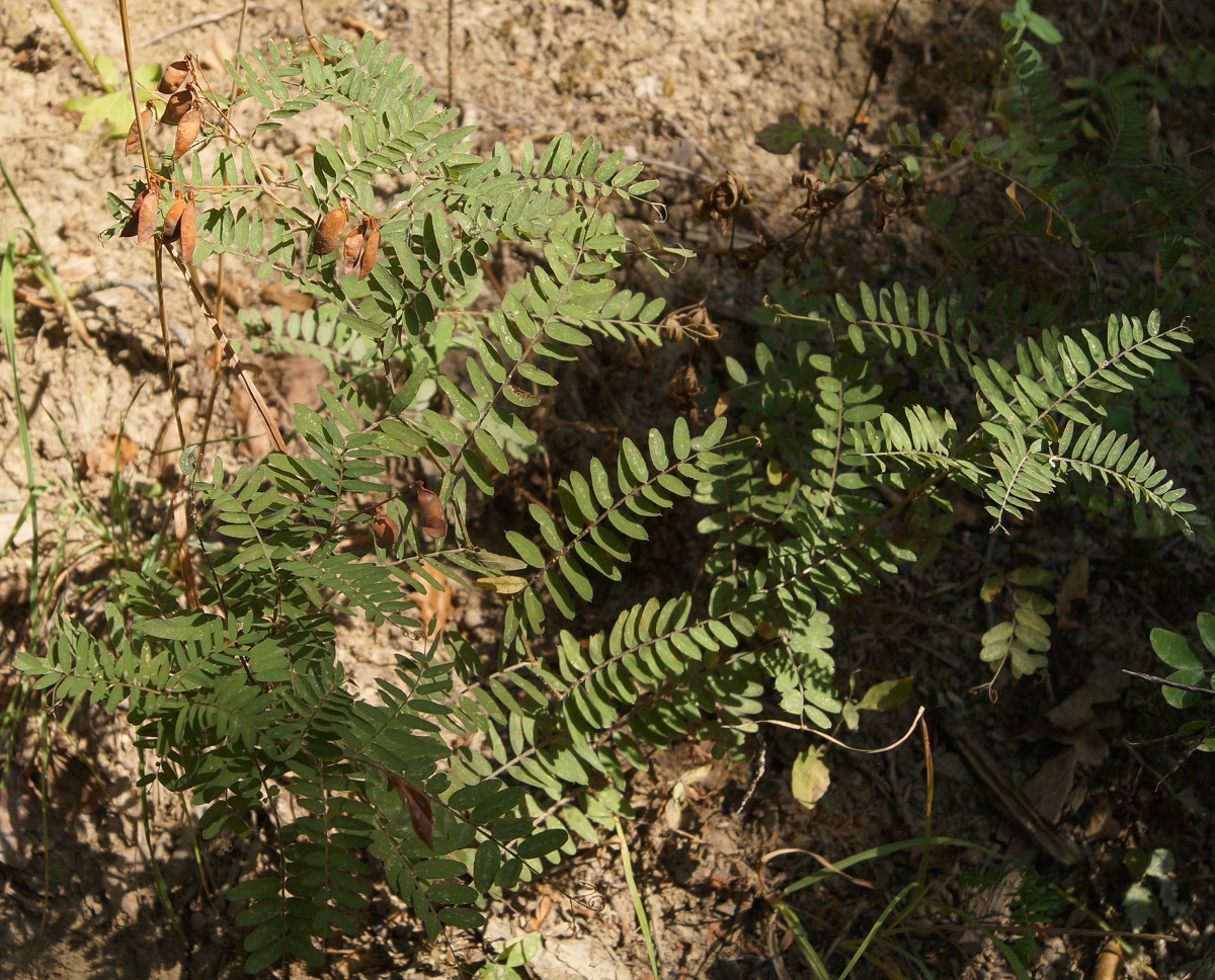 Изображение особи Vicia cassubica.