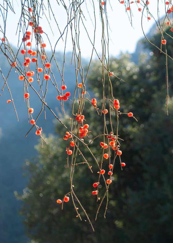 Изображение особи Ephedra foeminea.